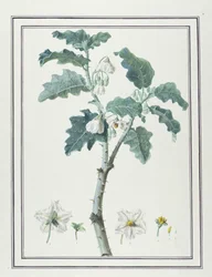 Solanum d